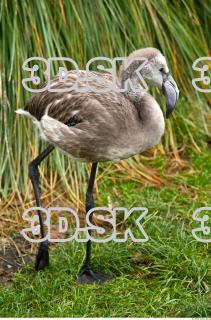 Body texture of gray flamingo 0005